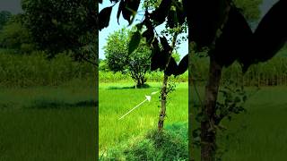 Village Morning - Fields and Greenery #relaxingmusic