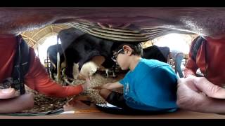 Suburban kid trying to milk a cow