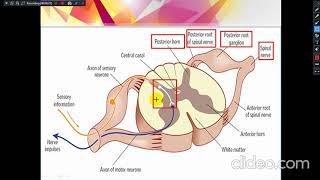 Spinothalamic Tract - Ascending Tracts