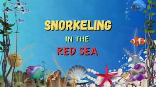 Snorkeling in the Red Sea. Temple Reef. Sharm El Sheikh. Egypt.