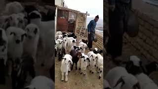 funny goat video