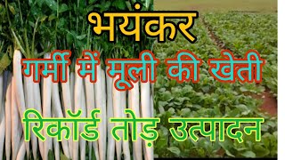 मूली की खेती। गर्मी में मूली की खेती।radish farming ।गर्मी मैं मूली की खेती कैसे करें। Muli ki kheti