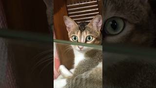 😺 cats video #reels ##video #fun #relatable #ytshorts #shorts #masti #catlover #viralvideo