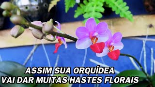 Quer ter muitas hastes florais nas Orquídeas? Assim sua orquídea vai dar muitas hastes!!!