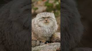 Gato de las nieves: Manul