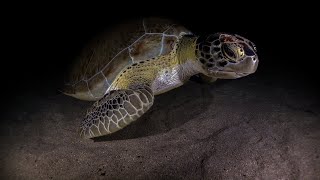 SS Benwood Wreck Night Dive Florida Keys Gopro Hero 8 and RX100 va