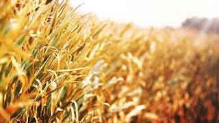 Harvest Corn - FREE 4K Fall Motion Background - Royalty Free!!