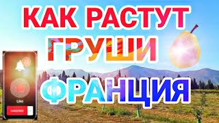 Как растут груши во Франции!!!