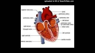 Cardiologii au dezvăluit care sunt cele 5 alimente care dăunează sănătății inimii (și 4 care o ajută