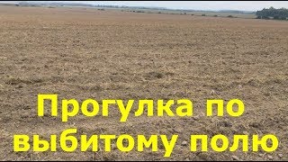 Прогулка по выбитому полю