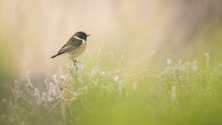 Birds of Southern Iberia