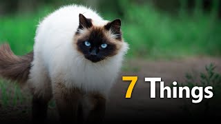 7 Things Only Siamese Cat Owners Understand || Animal Beast