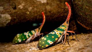 EXOTIC INSECTS SOUNDS • 10H Tinnitus Masker for Peaceful Sleep