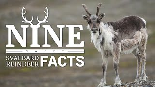 9 Svalbard Reindeer Facts