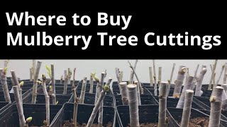 Where to Buy Mulberry Tree Cuttings