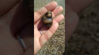 Buddha or Mother Goddess? What do you think nature has created? #beachcombing #treasurehunt #passion