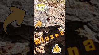 Wiosna w lesie - motyl w słońcu #las #spacer #wiosna