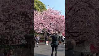 Japanese Sakura