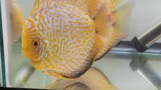 Discus Breeding Fry Free Swimming Day 6