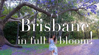 Brisbane’s BEST Jacaranda locations!