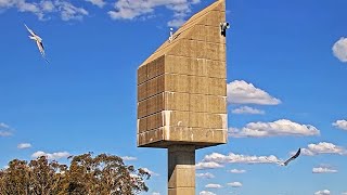 Peregrine Falcons Orange, black shouldered kites fly by, D watches from ledge 2023 12 03