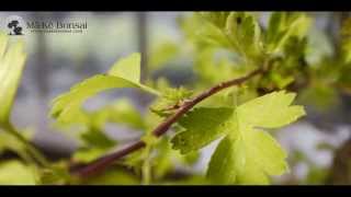 43) How to care for English Hawthorn, Crataegus monogyna as Bonsai Trees