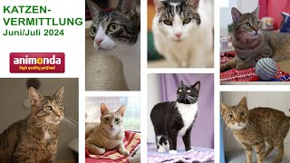 Katzenvermittlung - Juni/Juli 2024 (Tierheim Hannover TV)