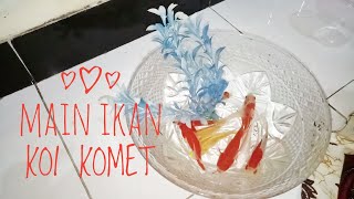 Haura Main Ikan Koi Komet//eh ada Ikan Koi Buntung???