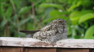 Common Nighthawk, Wantage, Oxfordshire 26/09/2022