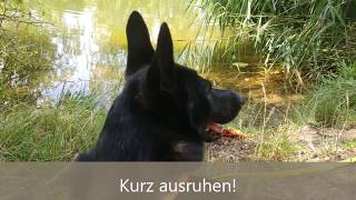 Hundewanderung Saale-Leipzig-Kanal - Bienitz - Schönauer Lachen