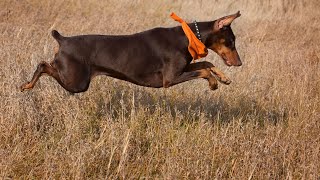 Can Doberman Pinschers be left alone with other dogs if they have a strong bond?