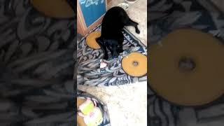 Тая и соседи #собакаизприюта #собака #чебоксары #топ #собаки #dog