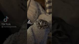 Everyday 🐱 | norisreynolds #shorts #viral #fyp #foryou #fypシ #funny #cat #cats #catlover #catvideos