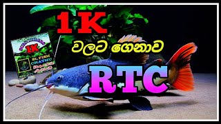 1k වලට ගෙනාව මාළු 😊ගොඩක් කල් ආසාවෙන් ඉඳලා ගෙනාව Red tail catfish  🥰