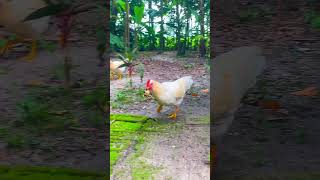 Funny chicken videos on YouTube | funny animal videos chicken 🐔😀🐣 #shorts #chicken