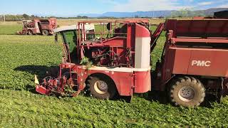 PMC Bean Harvesters at work, Tasmania