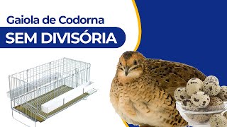 GAIOLA DE CODORNA - Sem Divisória