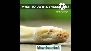 सांप काटने पर ना करें ये 10 गलतियां , Worst Things To Do When Bitten By Snake , Facts , #shorts