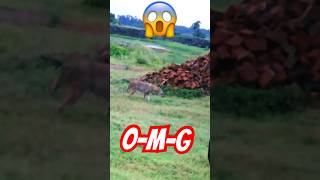 O-M-G 🤦🏻Lomrii Ne Kiya Attack 😱#shorts #animals #viral #youtubeshorts #india