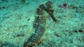 Longsnout_Seahorse-07.25.2009-720x540