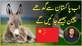 Ab Pakistan se gadhay China bhejay jayei ge