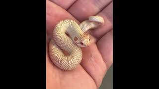 Western hognose throwing that hissy fit. #snakevideo #hognose #snakebites #explorepage