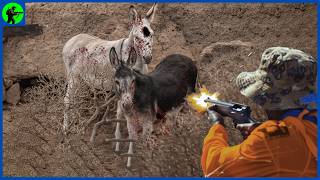 How Do Mexican Hunters Hunt Thousands Of Donkeys | Farming Documentary