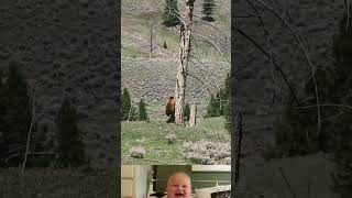 Bear Cubs Climbing On Tree To Escape From Wolf 😱 | Animal Funny Video | #shorts #youtubeshorts