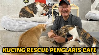 JANGAN DIKARUNGIN DONG! KUCING RESCUE YANG BIKIN CAFE LARIS