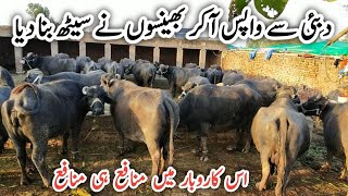 Naseer Dairy Farm || Dairy Farming business in Punjab || How to start Buffalo Farming || Earning