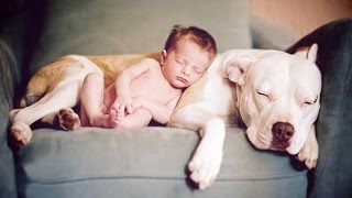 American Pitbull Terrier - Dog breeds info ( funny, dog training tips, myths of the dog fight)