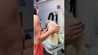 How well does your dog know it’s groomer? #lovemud #doggroomer #shihtzu #doggroomerlife #cutedog