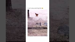 Chicken Moonwalk | Michael Chickson #shorts #funny #chicken #moonwalk #michaeljackson #funnymoments