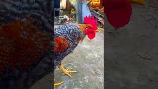 Funny chicken compilation | funny chicken videos on YouTube 🐣🐔 #shorts#chicken